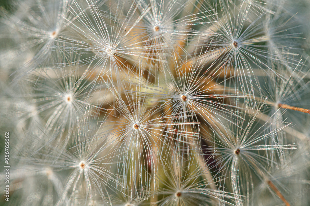 Close detail of Common Dandelion (taraxacum officinale) seeds. Close detail of Common Dandelion (taraxacum officinale) seeds.