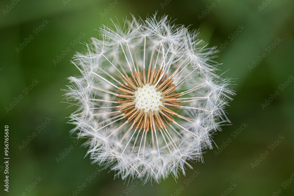 Close detail of Common Dandelion (taraxacum officinale) seeds. Close detail of Common Dandelion (taraxacum officinale) seeds.