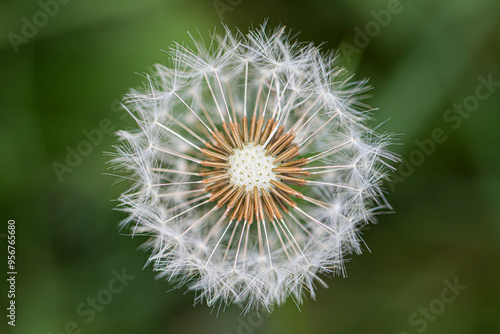 Close detail of Common Dandelion (taraxacum officinale) seeds.