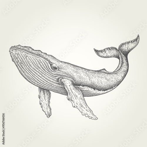 Detailed stippling whale vector illustration. Black and white vintage marine life drawing. Hand-drawn realistic humpback whale artwork.