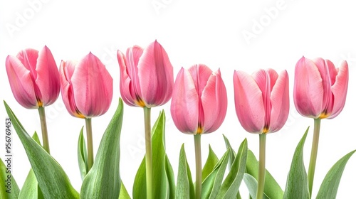 Spring tulips isolated on white.