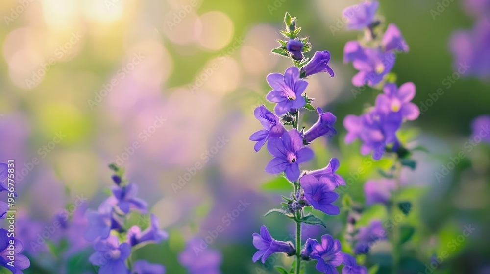 Delicate Purple Flora Delicate Purple Flora
