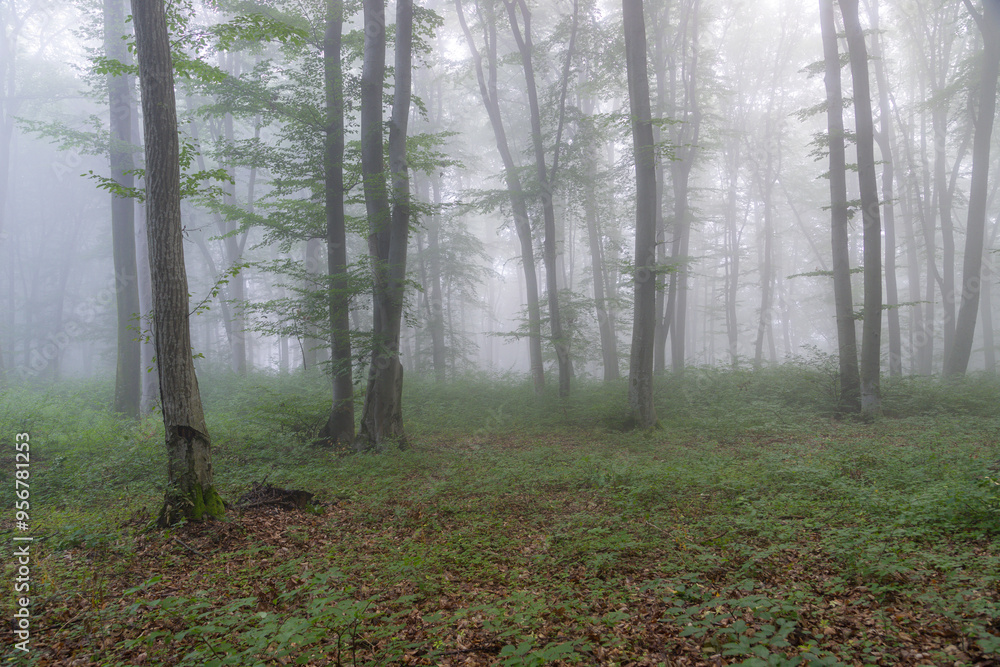 Obraz premium Summer landscape of the foggy forest, in Transylvania