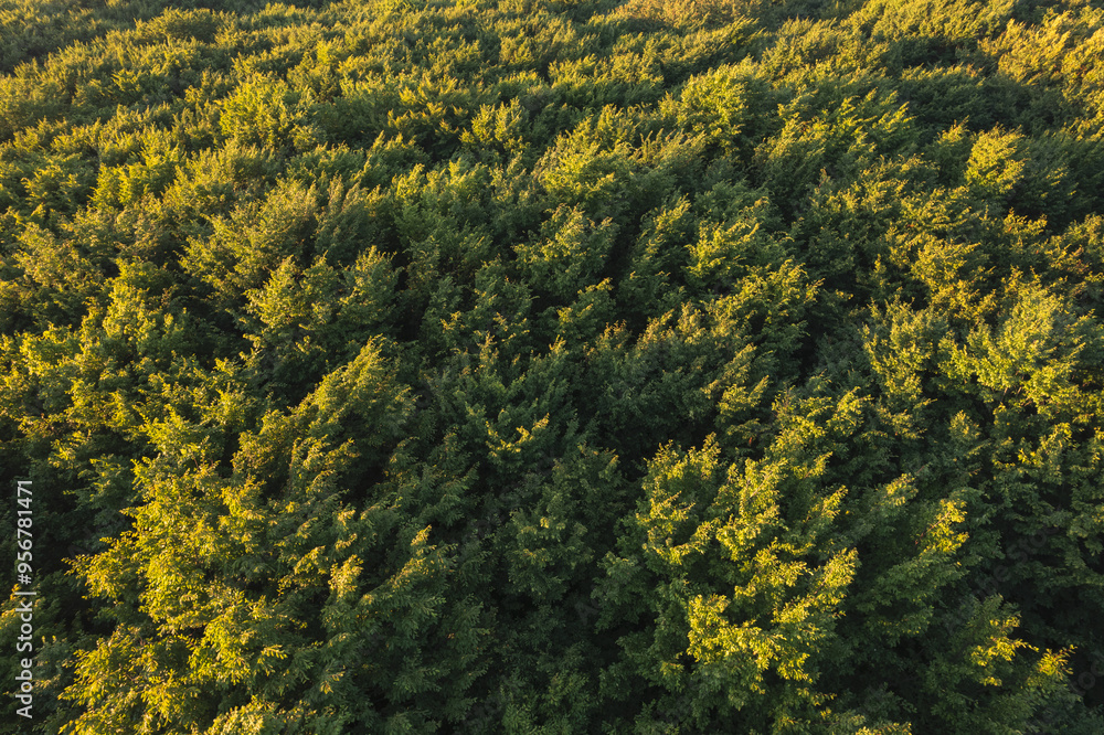 Naklejka premium Aerial scene above the forest on Via Transilvanica. Foggy landscape above the green oak trees 