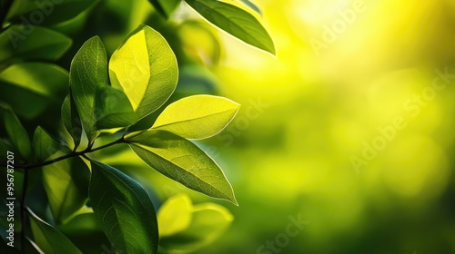 Sun-drenched green leaves with a smooth, out-of-focus green background, capturing the warmth of nature.