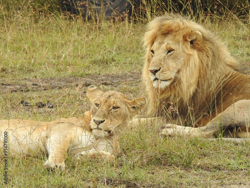 Pareja de leones descansando photo