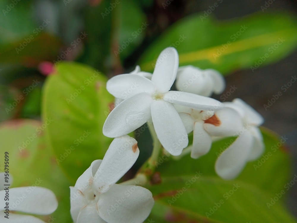 close up of white flower close up of white flower