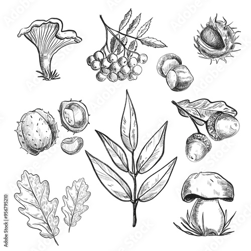 set of elements flowers and leaves and cone. Hand draw illustration, black lines