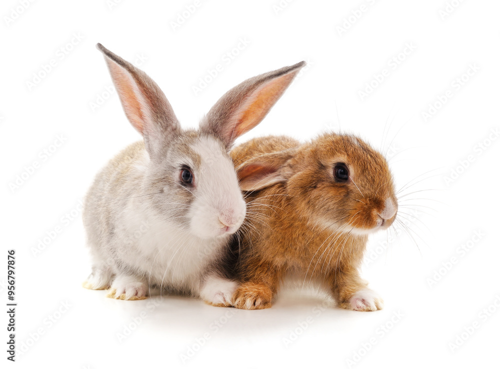 Two beautiful rabbits. Two beautiful rabbits.