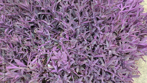 Tradescantia pallida the purple leaves are succulent, lanceolate or oblong in shape. Is herbaceous creeping plant that covers the ground instead of grass. Purple Heart or Tradescantia Pallida (Rose) D photo