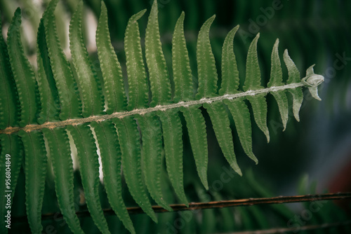 Nephrolepis Cordifolia, Paku Sepat, Pakis Kelabang photo