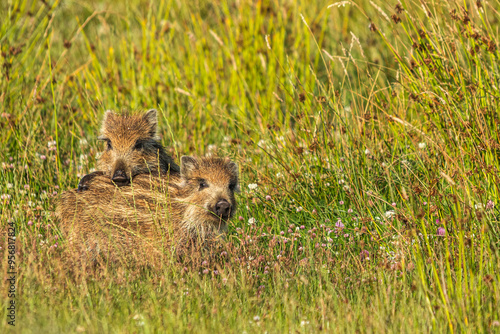 Spielende Frischlinge im Gras photo