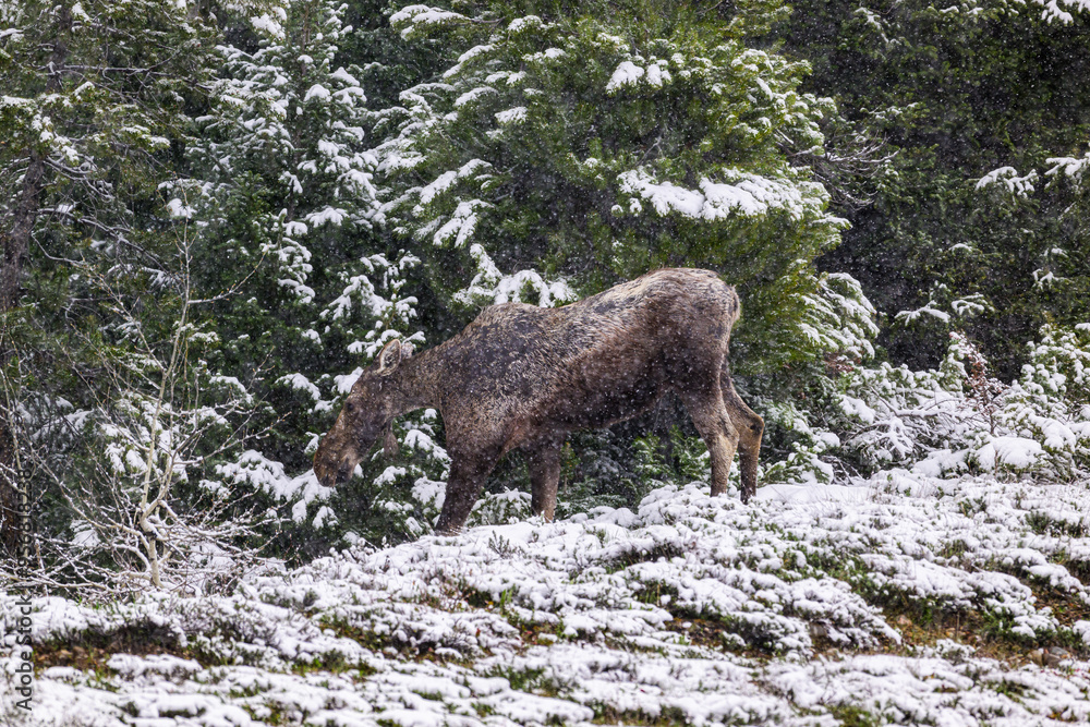 Moose in a Snowstorm