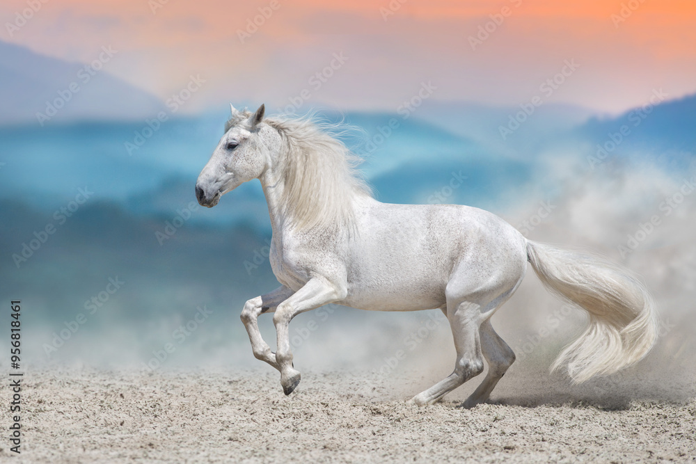 Obraz premium White stallion in motion