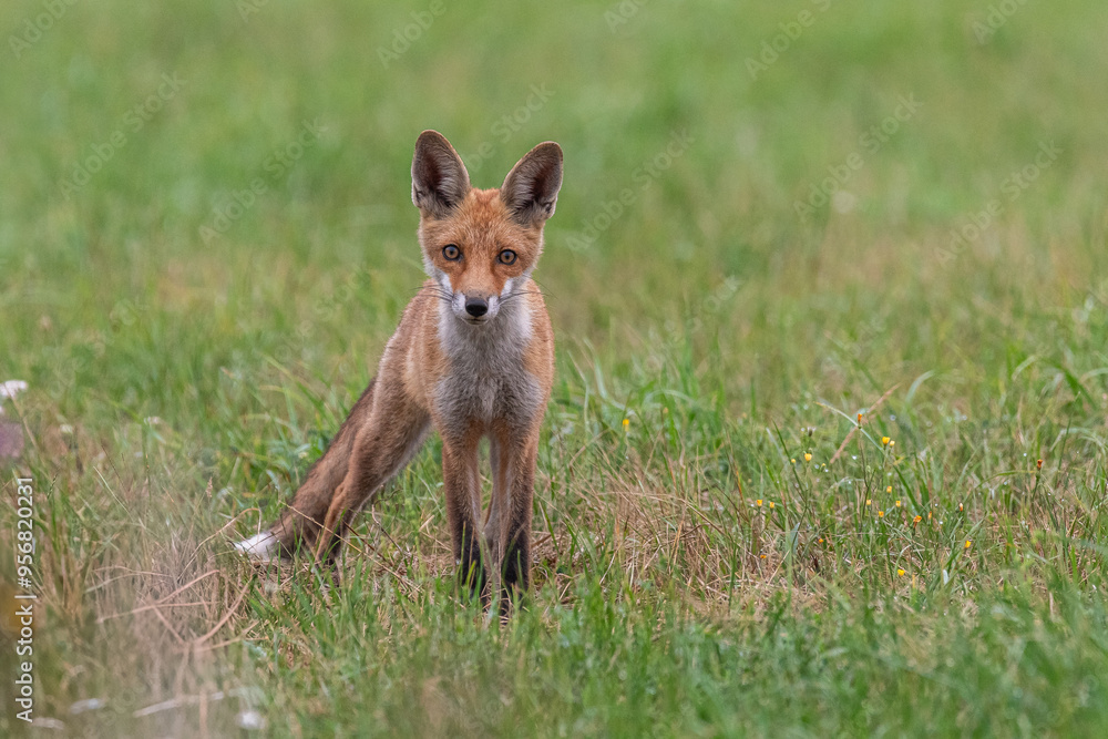 Junger Fuchs auf Pirsch am Morgen Junger Fuchs auf Pirsch am Morgen