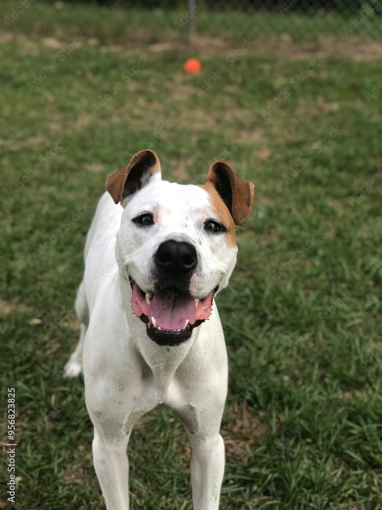 Happy mixed breed dog Happy mixed breed dog