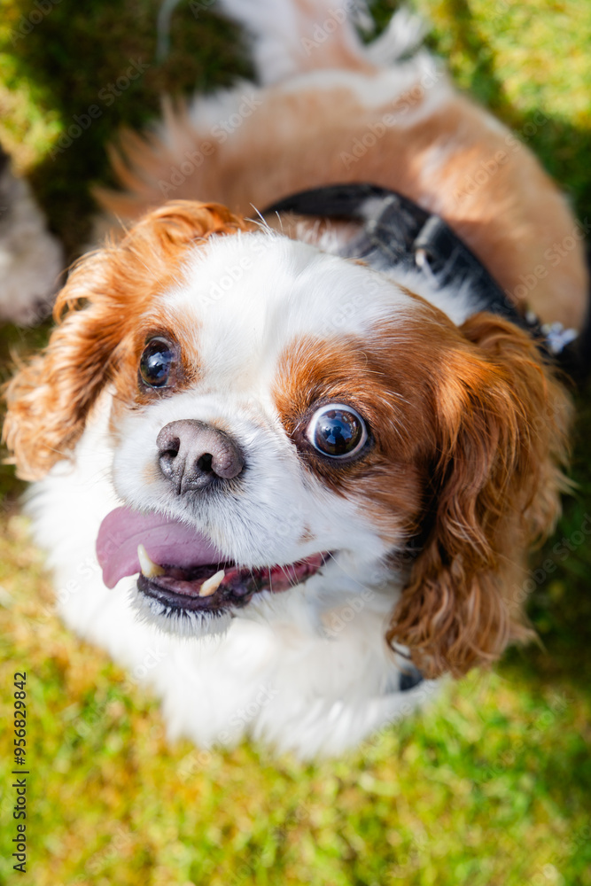 Close-Up of Happy King Charles Cavalier Spaniel on a Sunny Day Close-Up of Happy King Charles Cavalier Spaniel on a Sunny Day