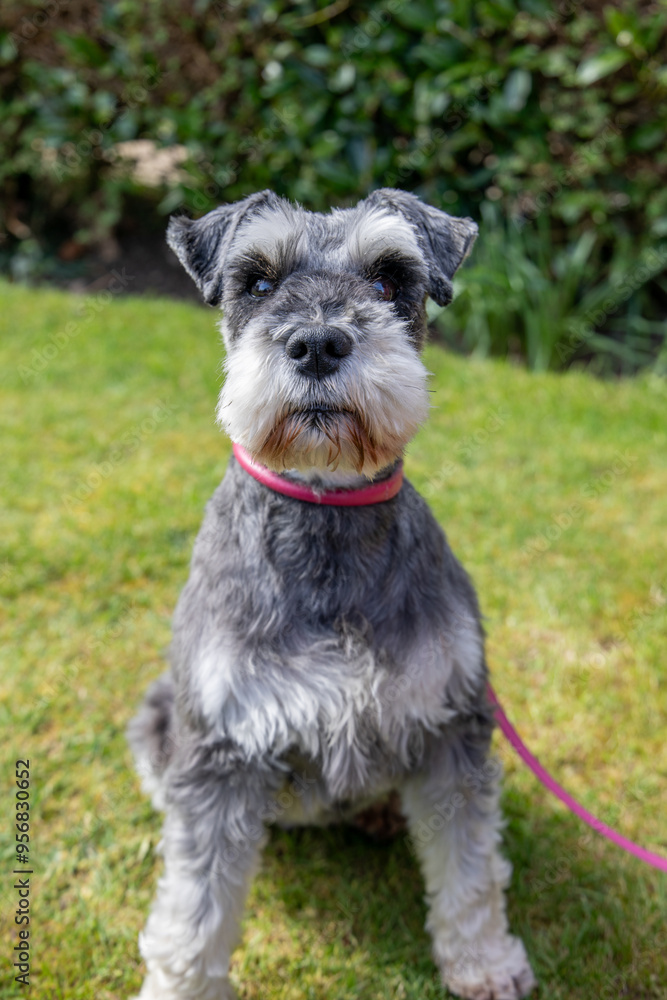 Salt and Pepper Miniature Schnauzer in the Garden Salt and Pepper Miniature Schnauzer in the Garden