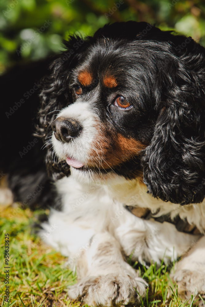Black and Tan King Charles Cavalier Spaniel on a Sunny Day Black and Tan King Charles Cavalier Spaniel on a Sunny Day