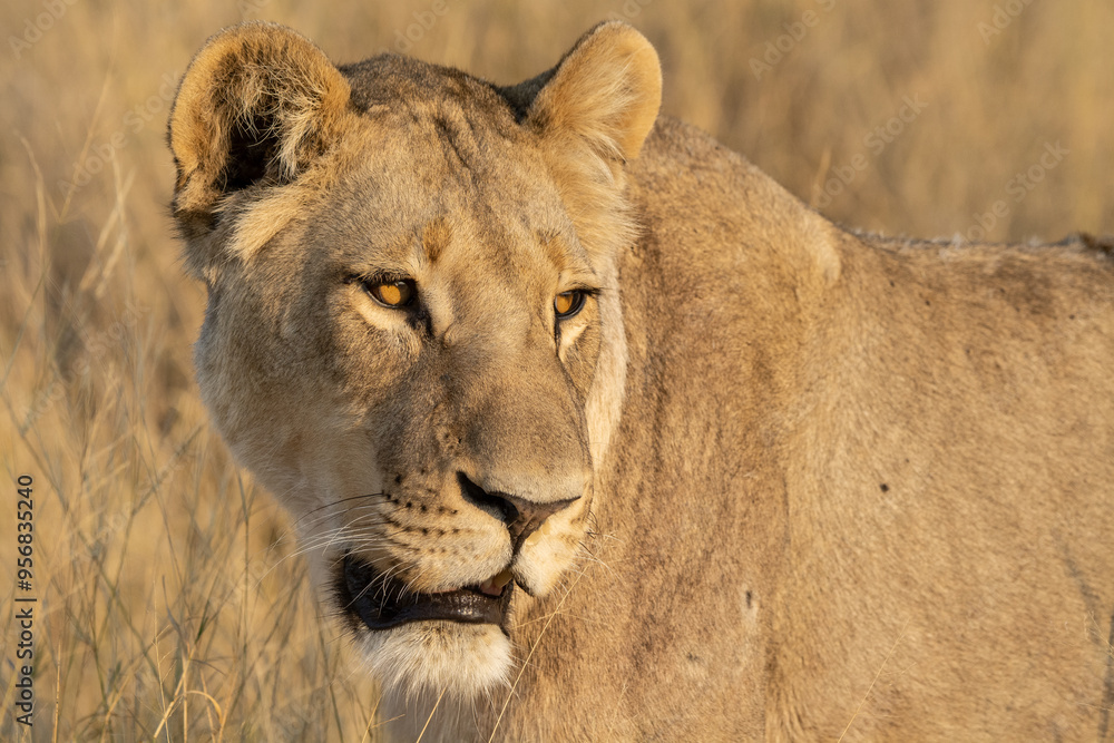 lions in BWA lions in BWA