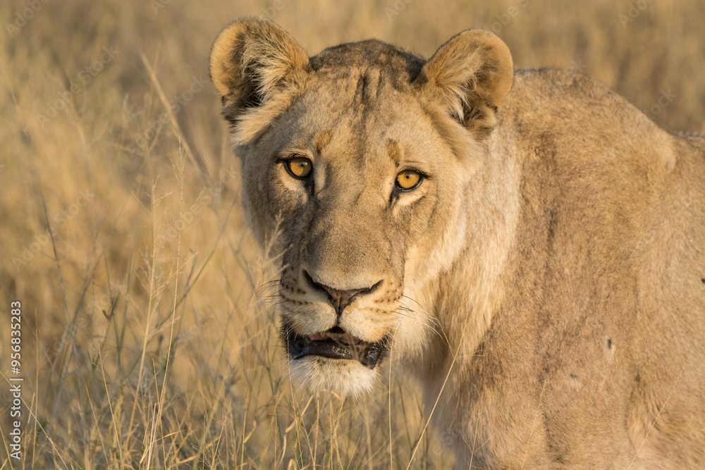 lions in BWA lions in BWA