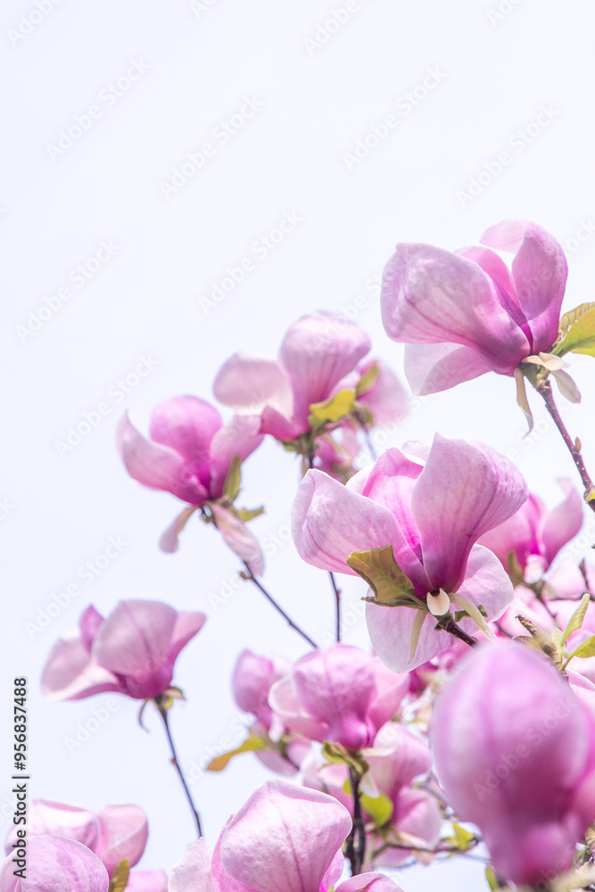 Pink magnolia flowers. Flower bud on a tree branch in the garden. Spring blooming nature Pink magnolia flowers. Flower bud on a tree branch in the garden. Spring blooming nature