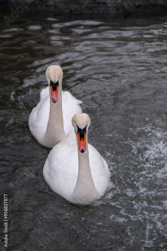 Swans swimming on the lake