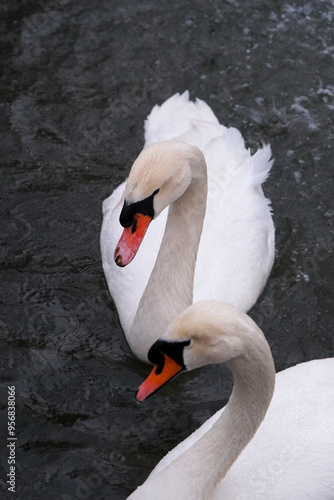 Swans swimming on the lake