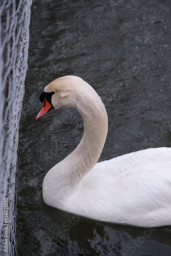 Swans swimming on the lake