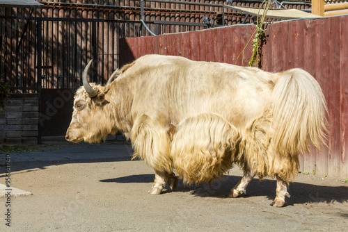 A white domestic yak walking in an enclosure at the Moscow Zoo on a sunny day.