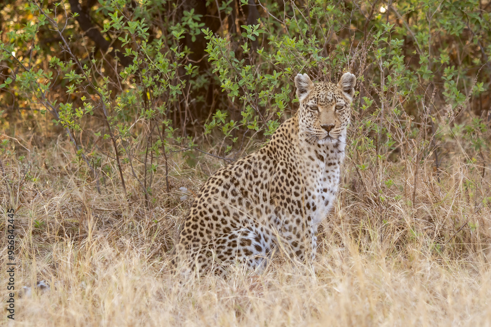 leopard in BWA leopard in BWA