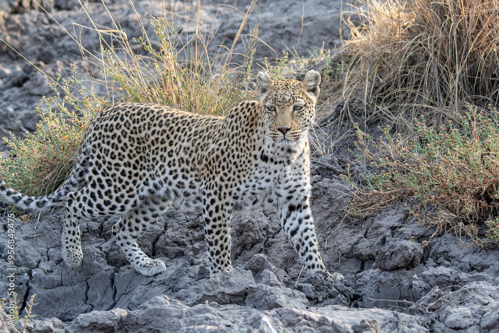 Obraz premium leopard in BWA