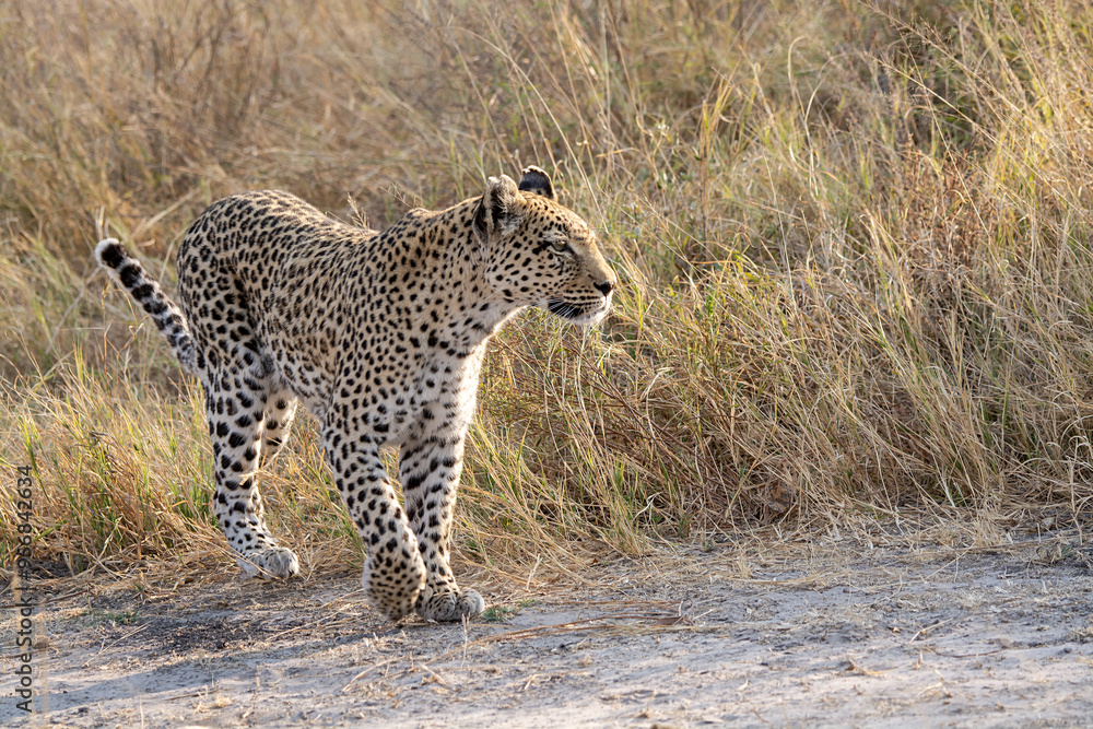 Obraz premium leopard in BWA