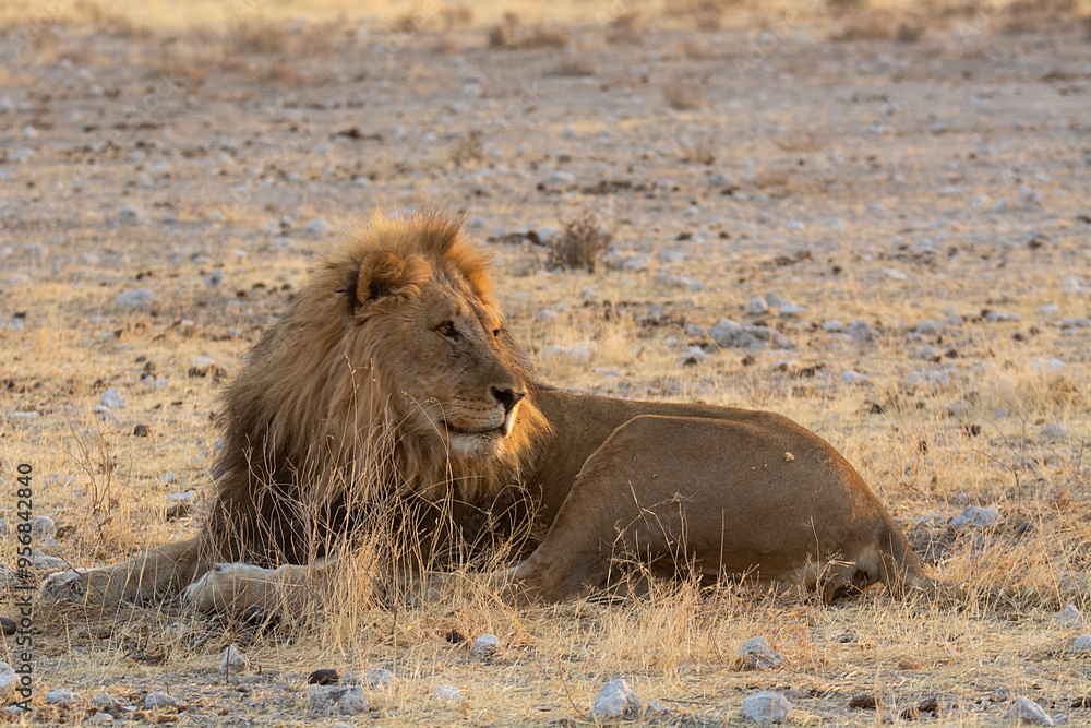 Lions in BWA Lions in BWA