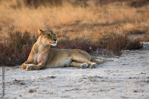 lions in BWA