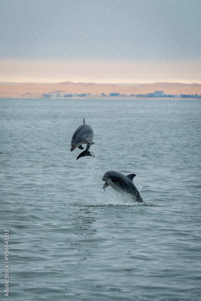 Naklejka premium Two bottle-nosed dolphins playing and leaping out of the water in the Atlantic Ocean off the coast of Walvis Bay, Namibia