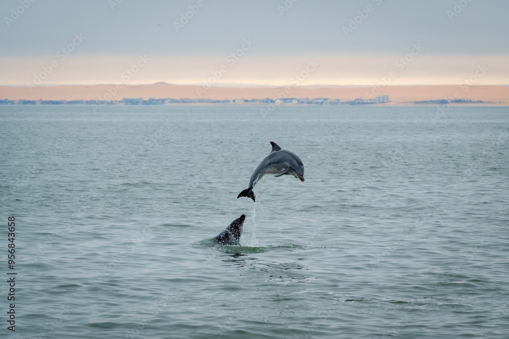 Fototapeta premium A bottle-nosed dolphin playing and leaping out of the water in the Atlantic Ocean off the coast of Walvis Bay, Namibia