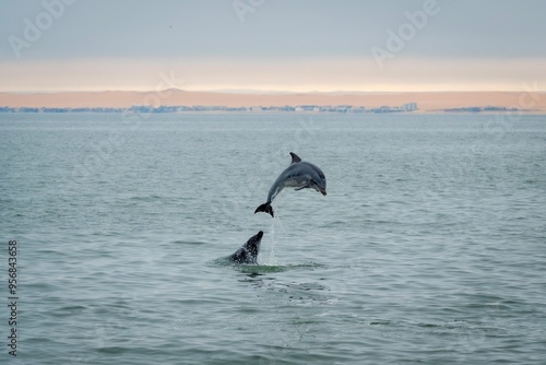 A bottle-nosed dolphin playing and leaping out of the water in the Atlantic Ocean off the coast of Walvis Bay, Namibia