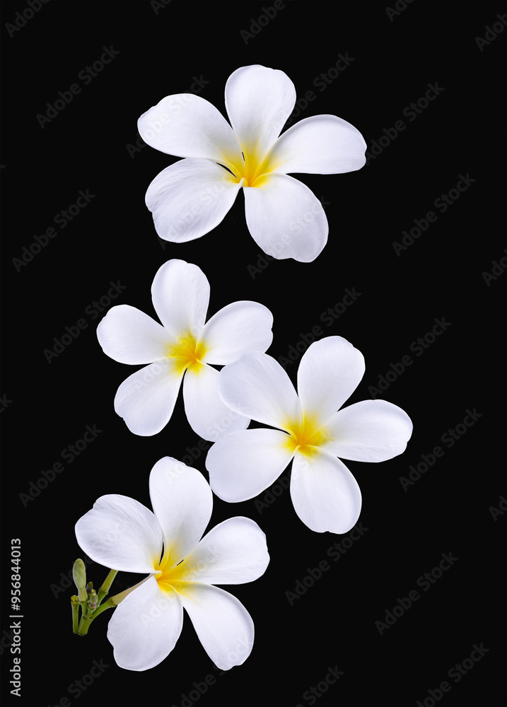 Naklejka premium Plumeria, frangipani flowers isolated back background. transparent.