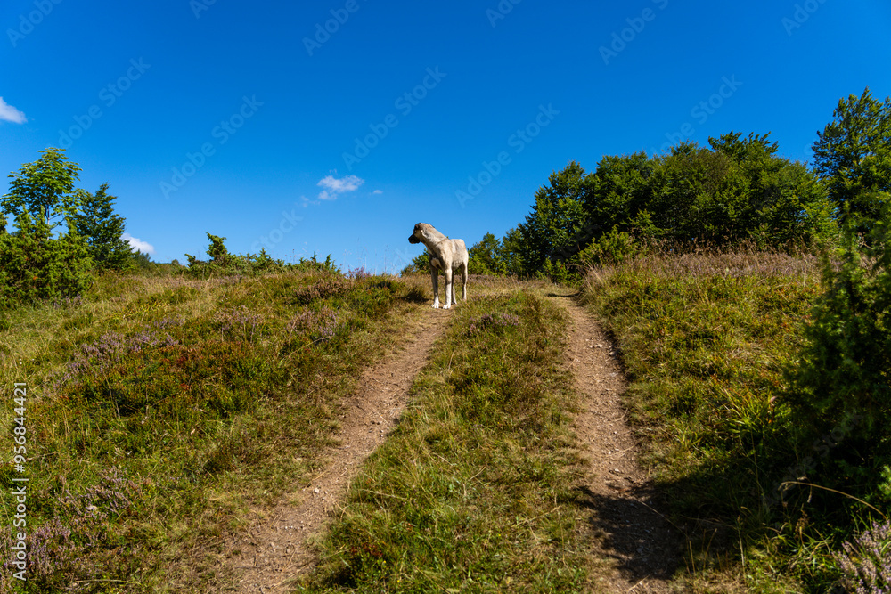 Obraz premium dog on the hiking road