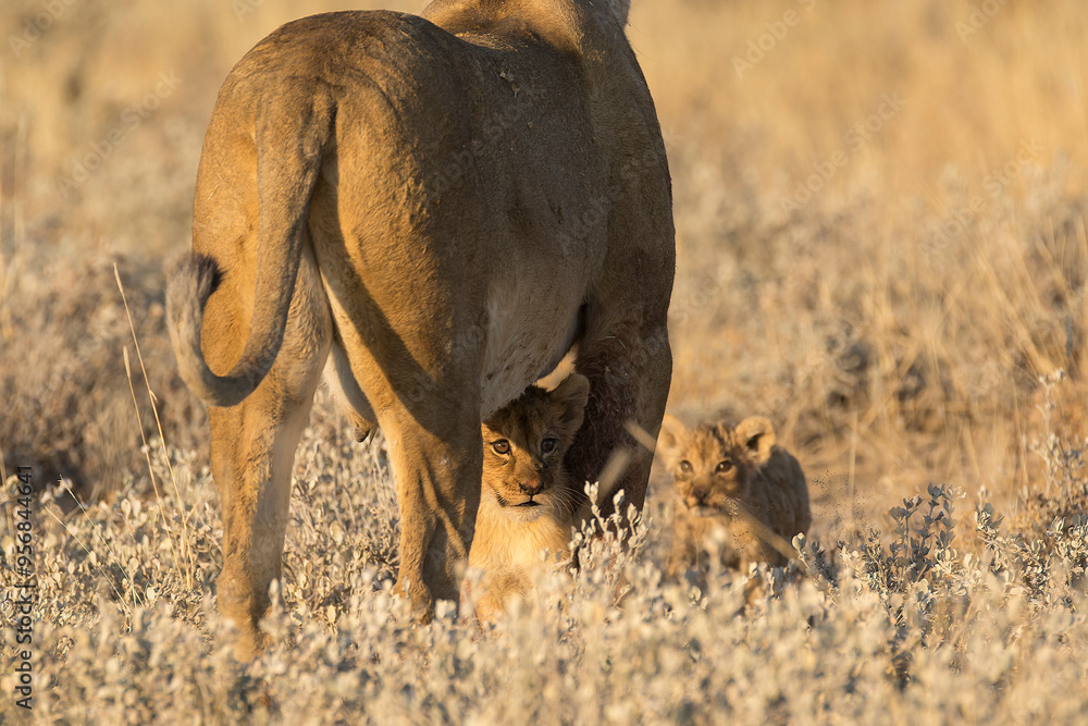 Fototapeta premium lions in BWA