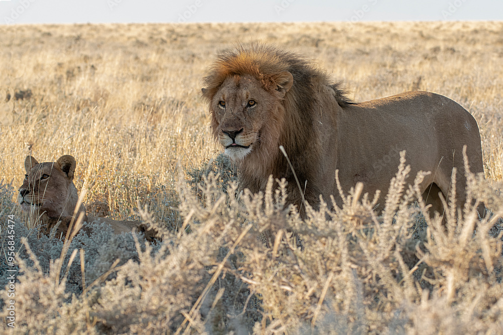 Fototapeta premium lions in BWA