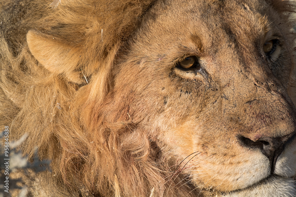 Naklejka premium lions in BWA