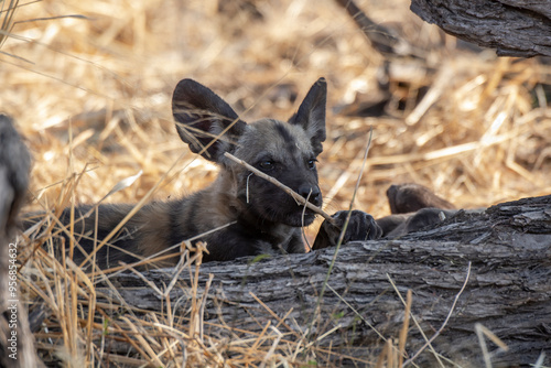 wild dog in BWA photo