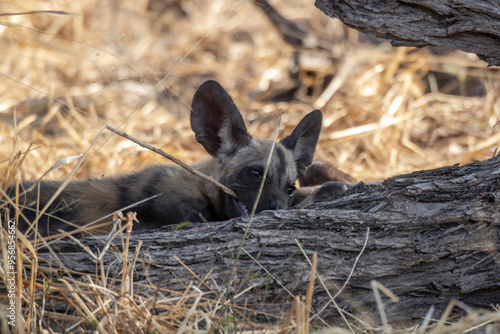 wild dog in BWA photo