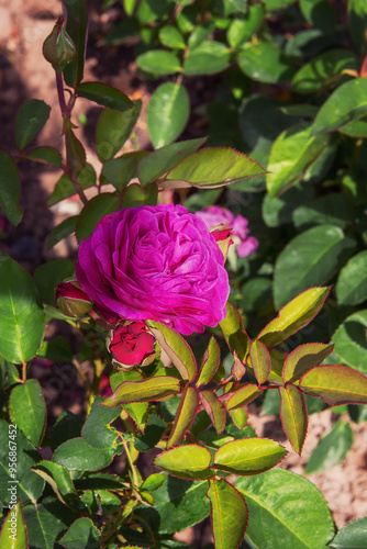 Rose Heidi Klum. Vertical photo photo