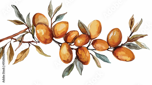 Watercolor Argan Branch of the Argan Tree Isolated