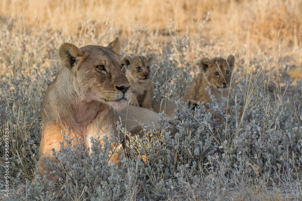 lions in BWA lions in BWA