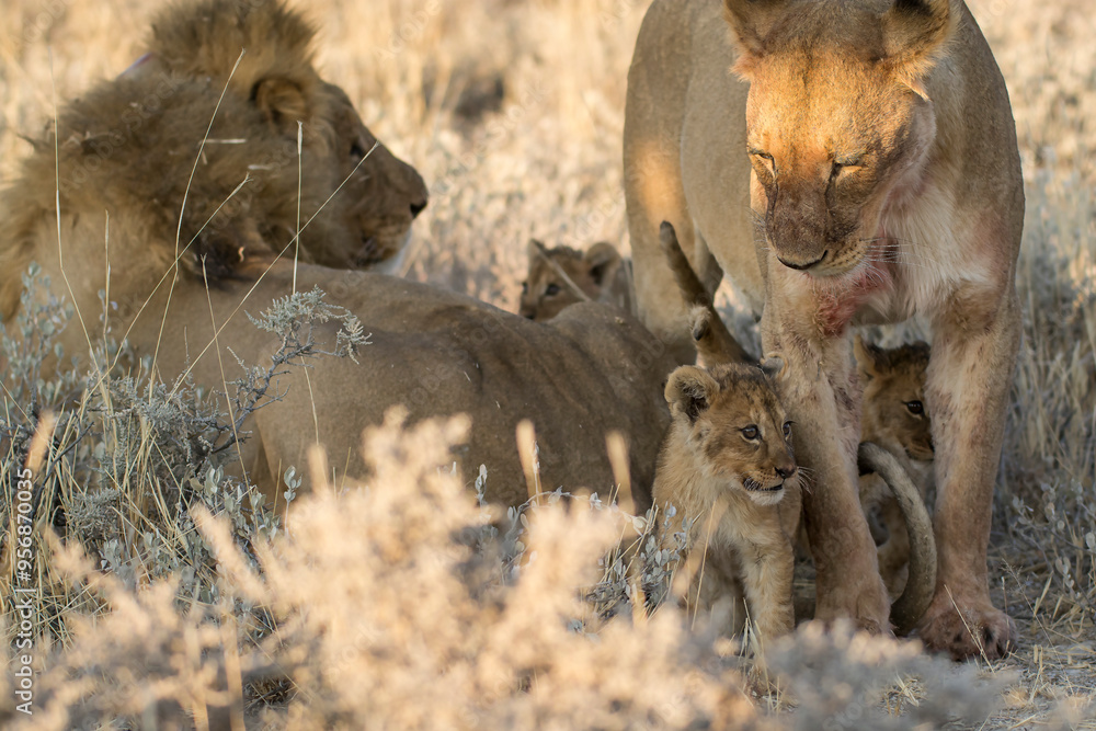 lions in BWA lions in BWA