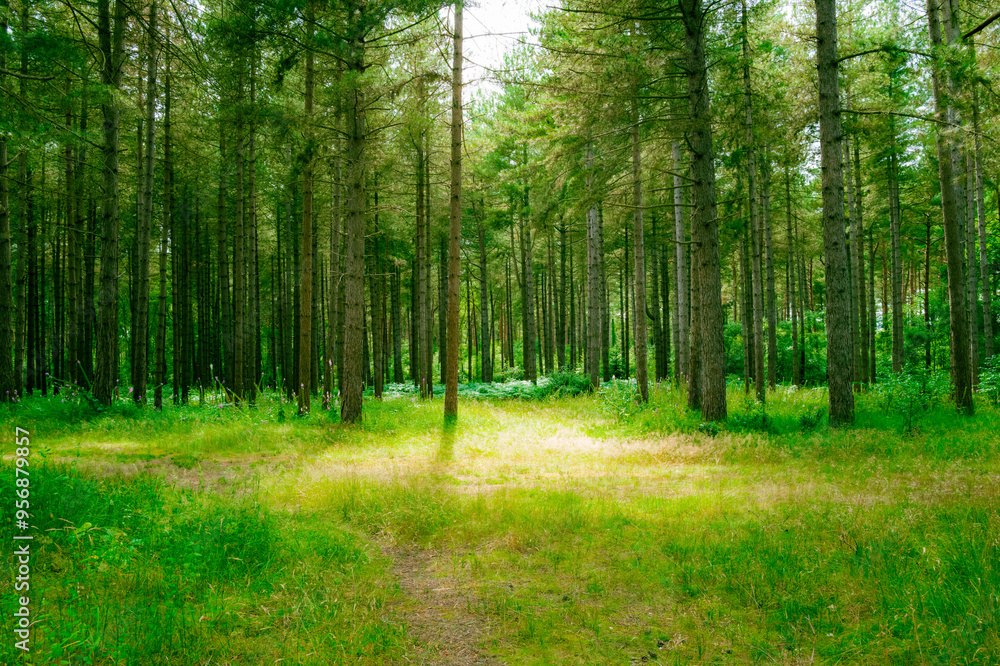 Idyllic pine forest seen during midday. Located in Thetford, East Anglia, UK. Seen in an almost ethereal atmosphere. Idyllic pine forest seen during midday. Located in Thetford, East Anglia, UK. Seen in an almost ethereal atmosphere.
